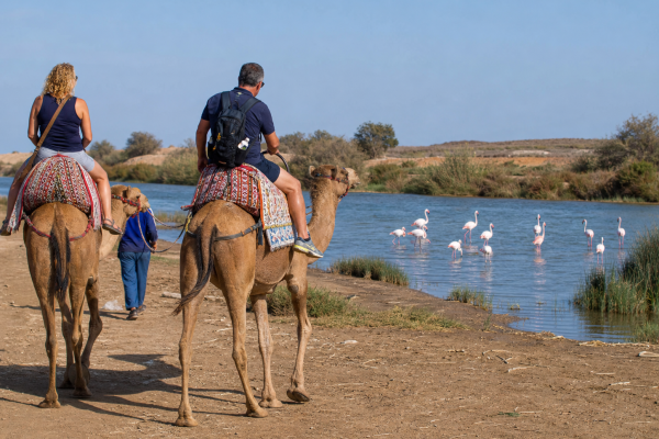 Balade à chameau à Agadir : forêt, rivière Souss et flamants roses