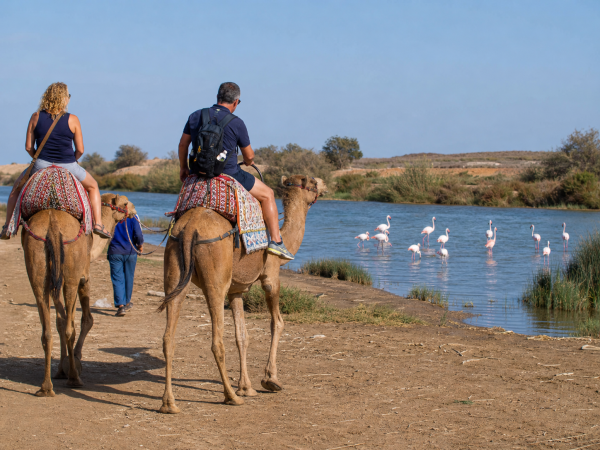 Balade à chameau à Agadir : forêt, rivière Souss et flamants roses