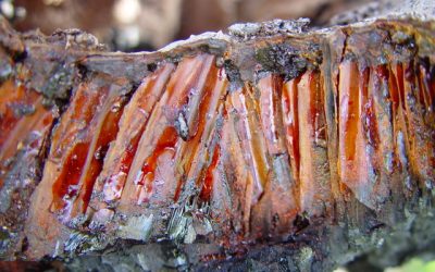 log